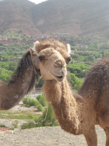 Morocco - P1120928 (best of)_preview