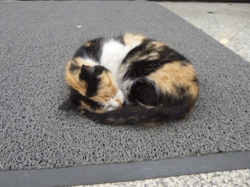 P1040685.JPG (best of)_preview