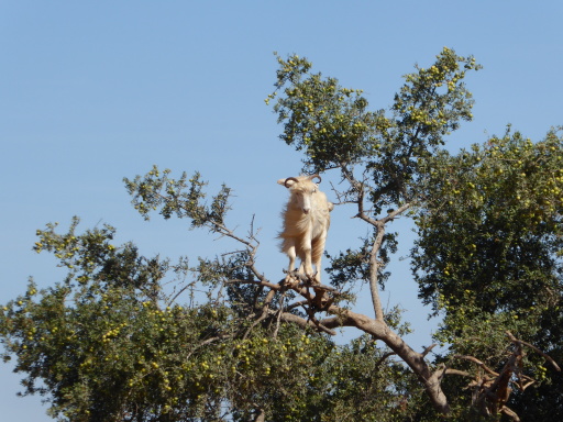 P1120029 (best of)_preview