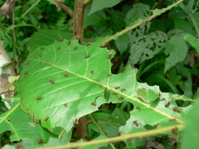 panama - 530 (best of)