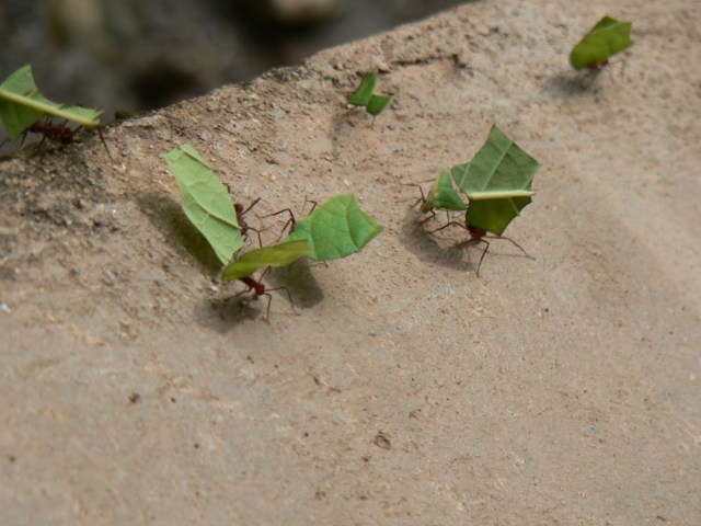 panama - 613 (best of)