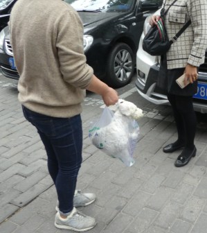 China - 10245 - best of - bag dog