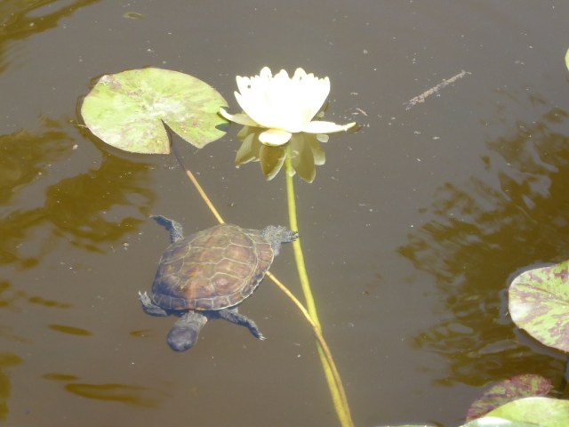 Morocco - P1110264 (best of)