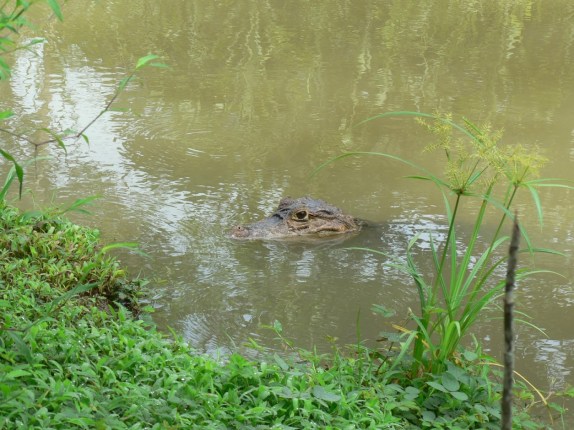 panama - 536 (best of)