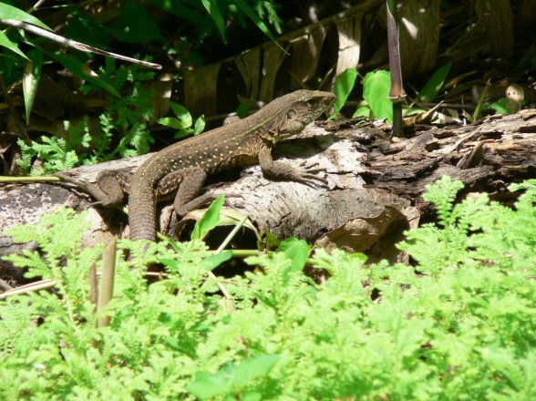 panama - 556 (best of)