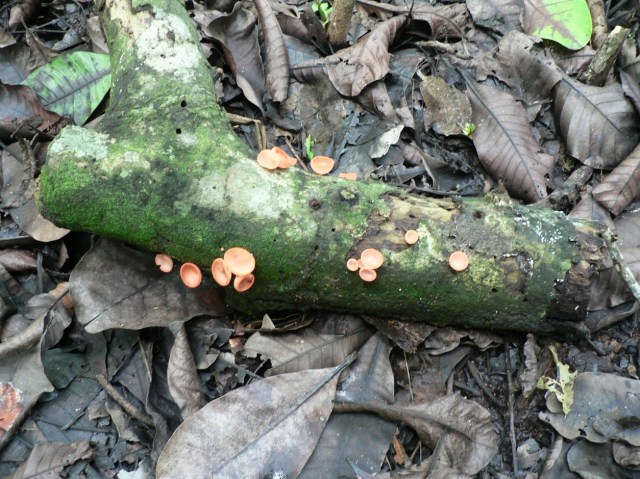 panama - 722 (best of)