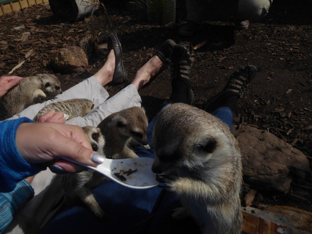 Tasmania (2017) - P1200661 best of